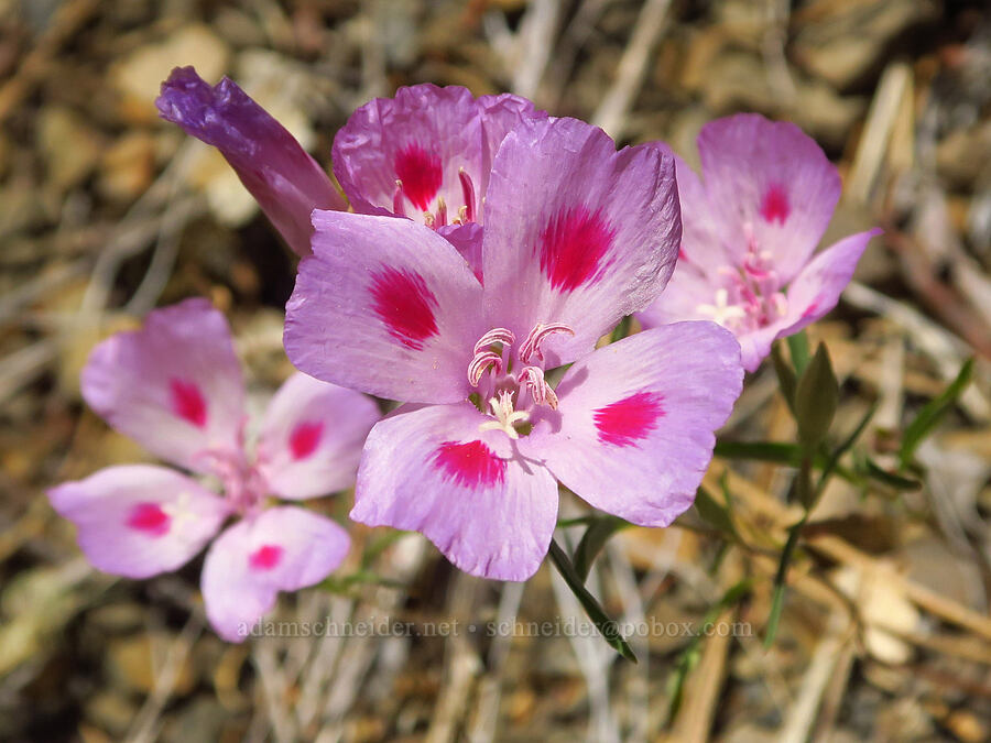 farewell-to-spring (Clarkia amoena (Godetia amoena)) [Forest Road 25, Rogue River-Siskiyou National Forest, Josephine County, Oregon]