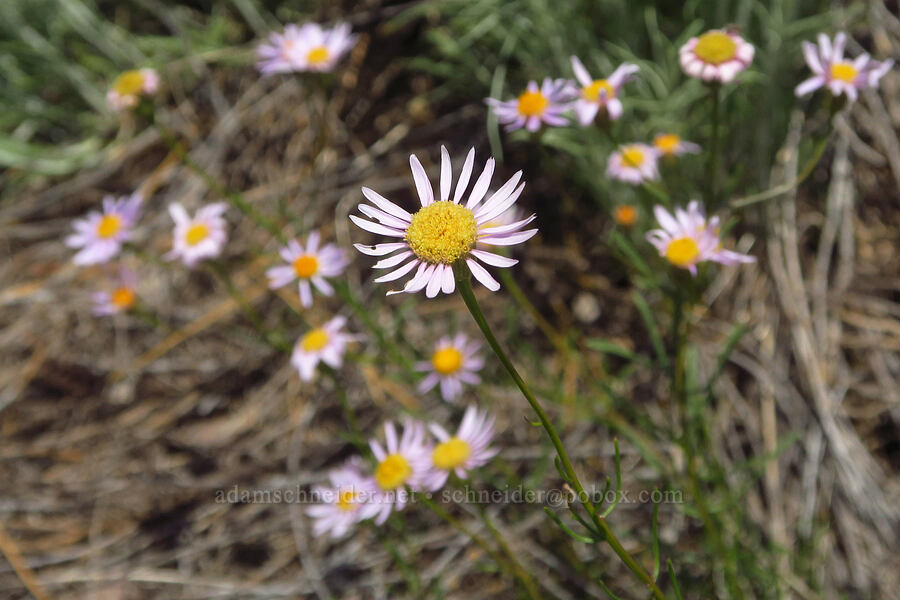 leafy fleabane (Erigeron foliosus var. confinis) [Forest Road 25, Rogue River-Siskiyou National Forest, Josephine County, Oregon]
