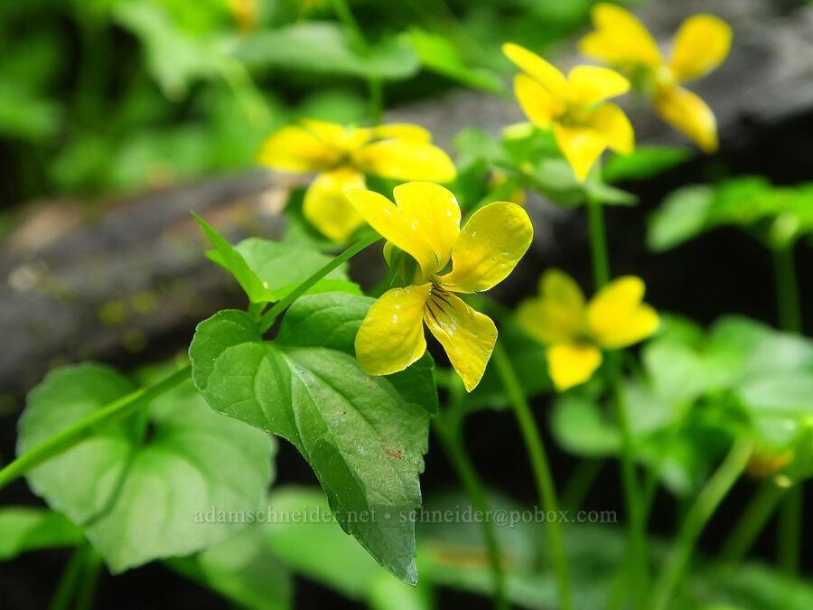 pioneer violets (Viola glabella) [Rattlesnake Spring, Rogue River-Siskiyou National Forest, Josephine County, Oregon]