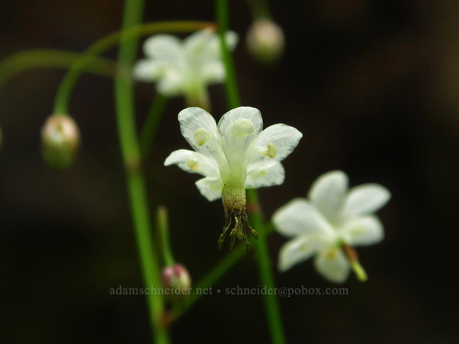 inside-out flower (Vancouveria hexandra) [Rattlesnake Spring, Rogue River-Siskiyou National Forest, Josephine County, Oregon]