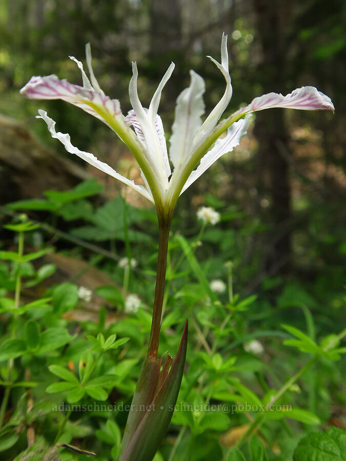 yellow-leaf iris (Iris chrysophylla) [Forest Road 2509, Rogue River-Siskiyou National Forest, Josephine County, Oregon]