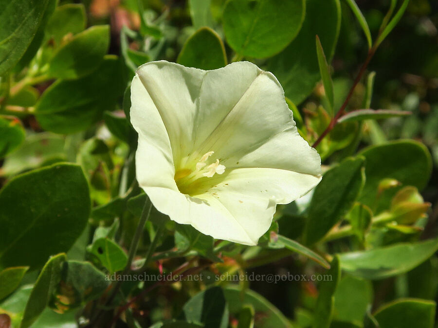 western morning-glory (Calystegia occidentalis ssp. occidentalis) [Forest Road 2509, Rogue River-Siskiyou National Forest, Josephine County, Oregon]