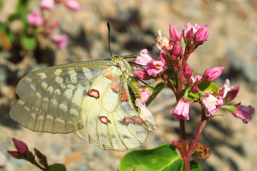 Clodius parnassian butterfly on dogbane (Parnassius clodius, Apocynum androsaemifolium) [Forest Road 2509, Rogue River-Siskiyou National Forest, Josephine County, Oregon]