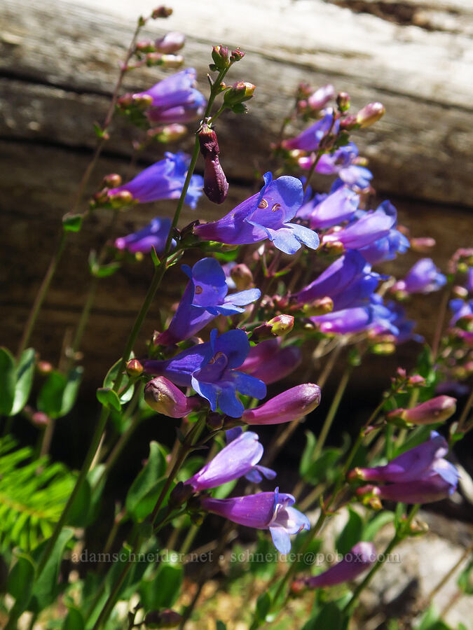 azure penstemon (Penstemon azureus var. azureus) [Forest Road 2509, Rogue River-Siskiyou National Forest, Josephine County, Oregon]