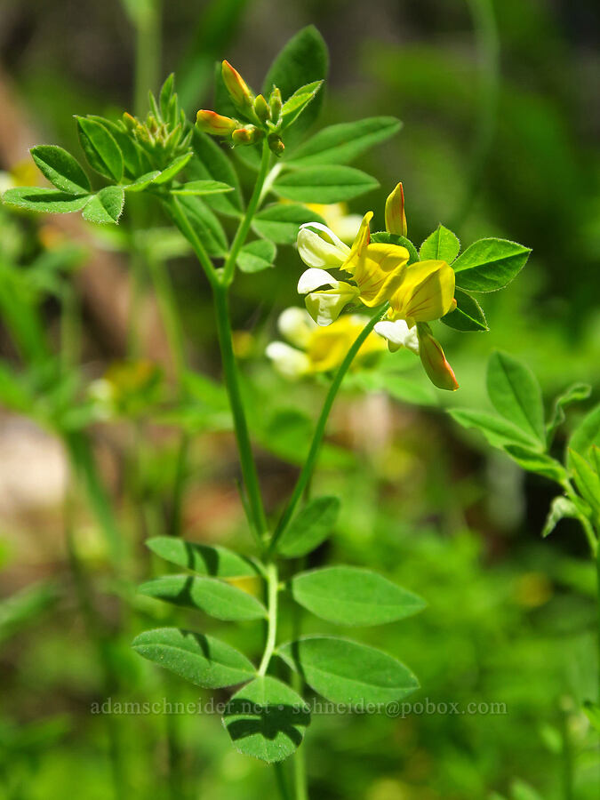 streambank bird's-foot trefoil (Hosackia oblongifolia (Lotus oblongifolius)) [Forest Road 2500-163, Rogue River-Siskiyou National Forest, Josephine County, Oregon]