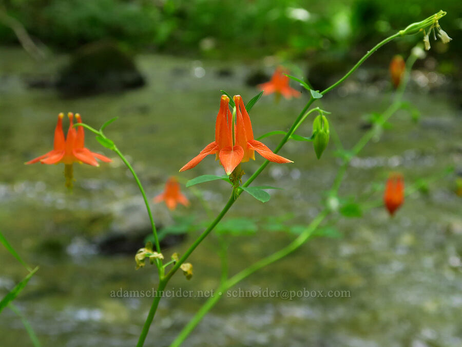 western columbine (Aquilegia formosa) [Secret Creek, Rogue River-Siskiyou National Forest, Josephine County, Oregon]