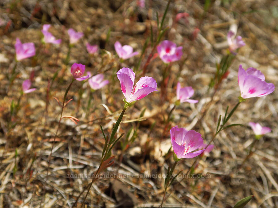 farewell-to-spring (Clarkia amoena (Godetia amoena)) [Forest Road 25, Rogue River-Siskiyou National Forest, Josephine County, Oregon]