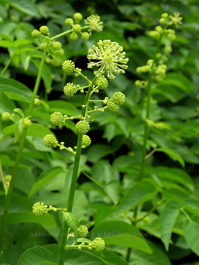 California spikenard (Aralia californica) [Forest Road 25, Rogue River-Siskiyou National Forest, Josephine County, Oregon]