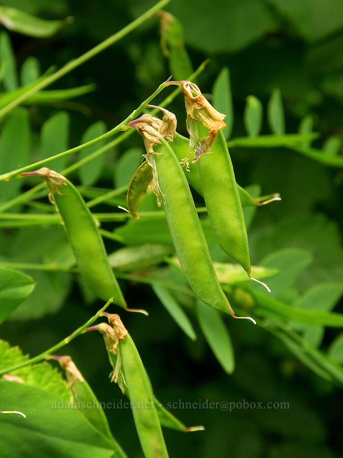 leafy pea-vine pods (Lathyrus polyphyllus) [Forest Road 25, Rogue River-Siskiyou National Forest, Josephine County, Oregon]