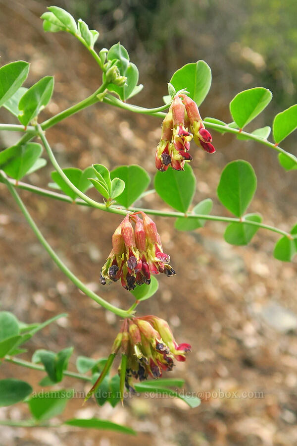 big deer-vetch (Hosackia crassifolia (Lotus crassifolius)) [Forest Road 25, Rogue River-Siskiyou National Forest, Josephine County, Oregon]