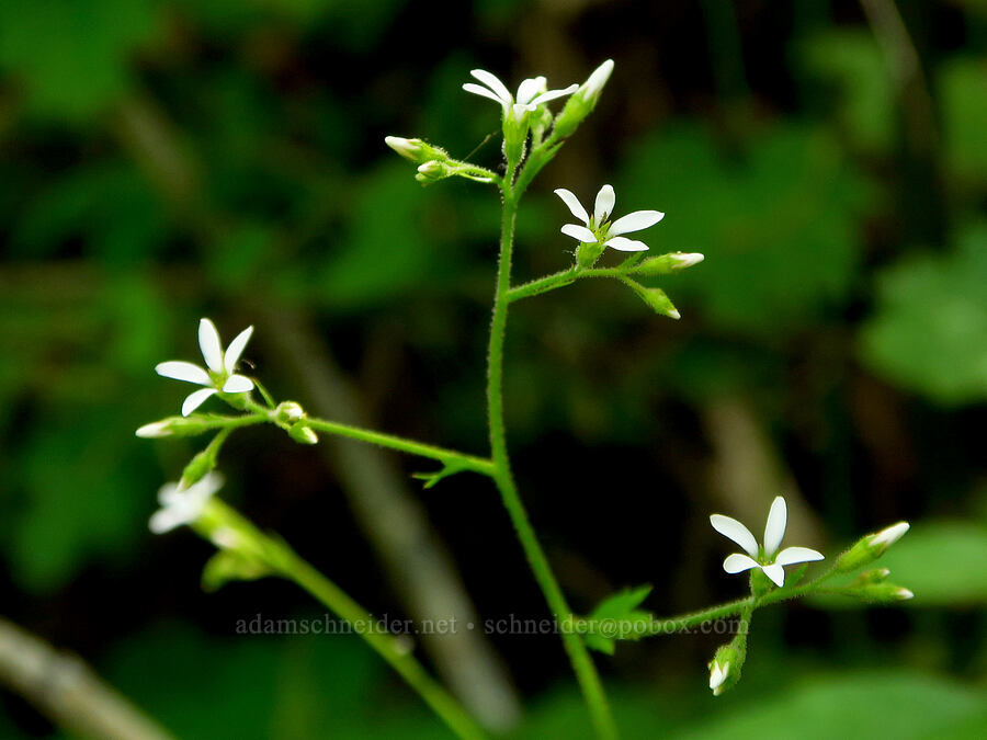 coastal boykinia (Boykinia occidentalis) [Forest Road 25, Rogue River-Siskiyou National Forest, Josephine County, Oregon]