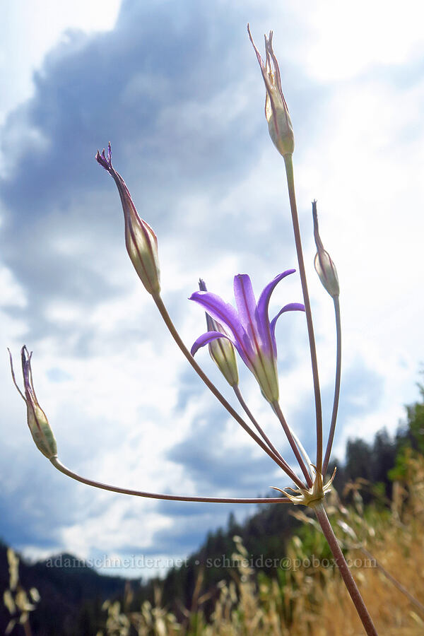elegant brodiaea (Brodiaea elegans) [Forest Road 25, Rogue River-Siskiyou National Forest, Josephine County, Oregon]