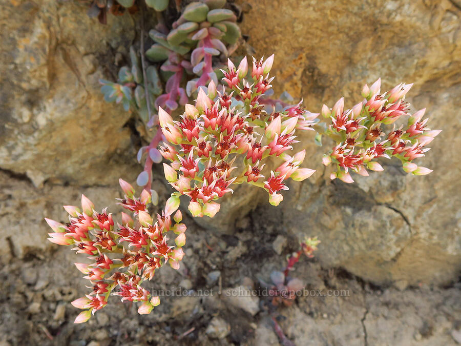 rosy stonecrop (Sedum laxum ssp. laxum) [Forest Road 4201, Rogue River-Siskiyou National Forest, Josephine County, Oregon]