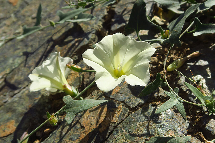 western morning-glory (Calystegia occidentalis ssp. occidentalis) [Forest Road 4201, Rogue River-Siskiyou National Forest, Josephine County, Oregon]