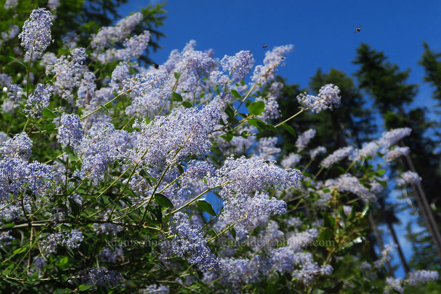 deer brush (Ceanothus integerrimus) [Forest Road 4201, Rogue River-Siskiyou National Forest, Josephine County, Oregon]