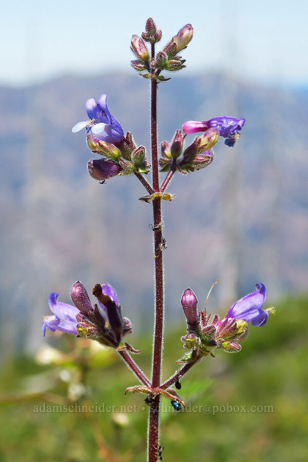 Siskiyou penstemon (Penstemon anguineus (Penstemon rattanii var. minor)) [Forest Road 4201-090, Rogue River-Siskiyou National Forest, Josephine County, Oregon]