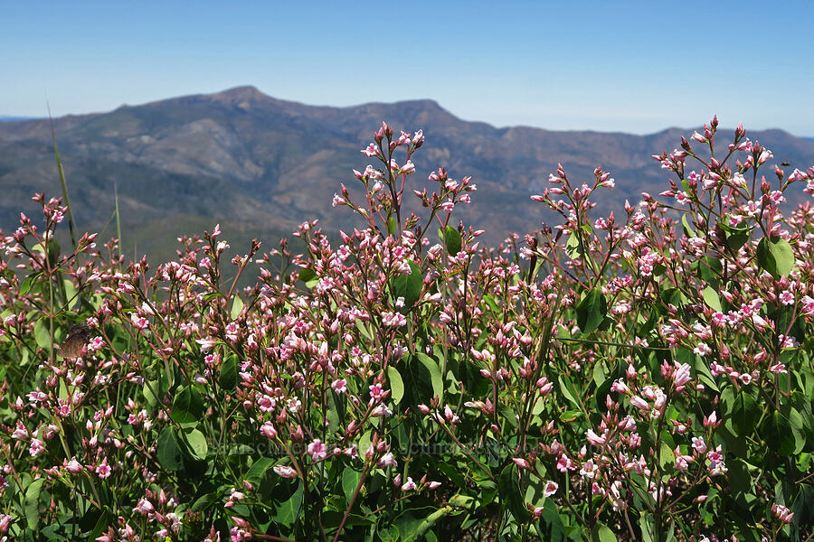 spreading dogbane (Apocynum androsaemifolium) [Forest Road 4201-090, Rogue River-Siskiyou National Forest, Josephine County, Oregon]