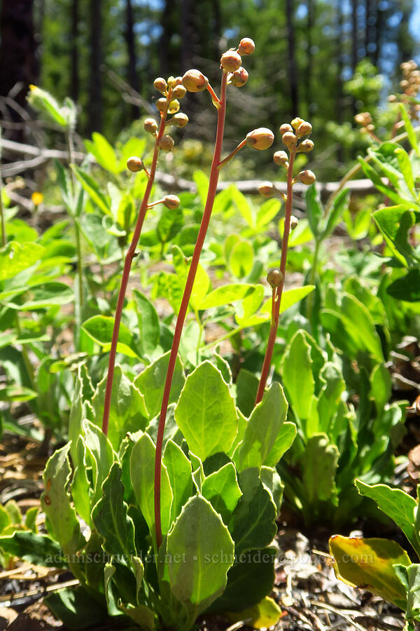 tooth-leaf pyrola, budding (Pyrola dentata (Pyrola picta)) [Forest Road 4201-845, Rogue River-Siskiyou National Forest, Josephine County, Oregon]