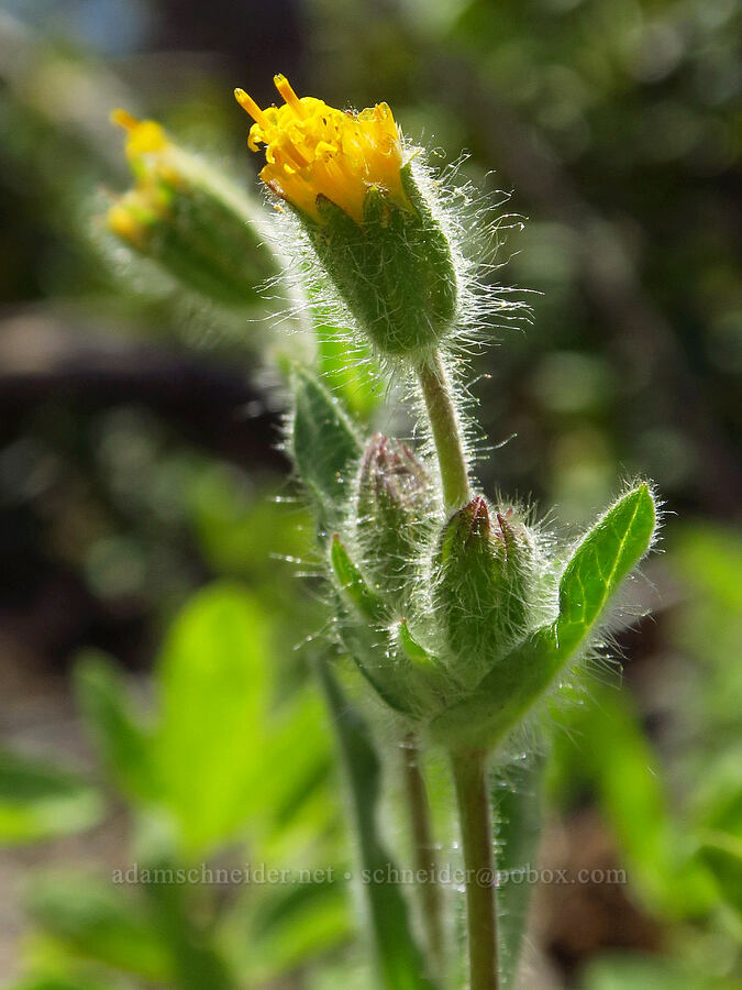 Klamath arnica (Arnica spathulata) [Forest Road 4201-845, Rogue River-Siskiyou National Forest, Josephine County, Oregon]