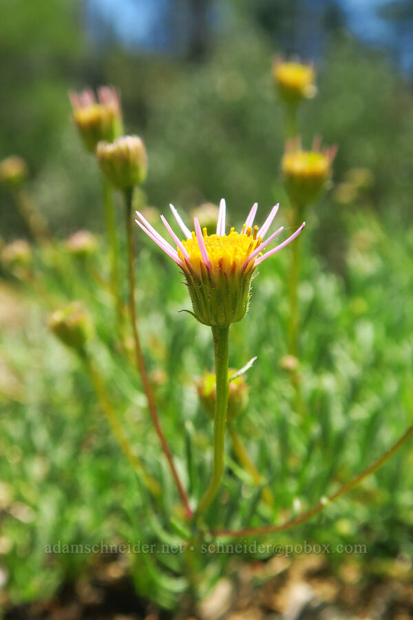 leafy fleabane (Erigeron foliosus var. confinis) [Forest Road 4201-090, Rogue River-Siskiyou National Forest, Josephine County, Oregon]