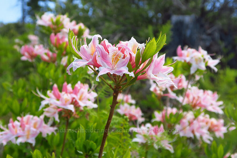western azalea (Rhododendron occidentale) [Forest Road 4201-090, Rogue River-Siskiyou National Forest, Josephine County, Oregon]