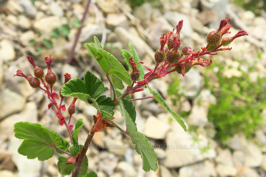 red-flowering currant, going to seed (Ribes sanguineum) [Forest Road 4201, Rogue River-Siskiyou National Forest, Josephine County, Oregon]
