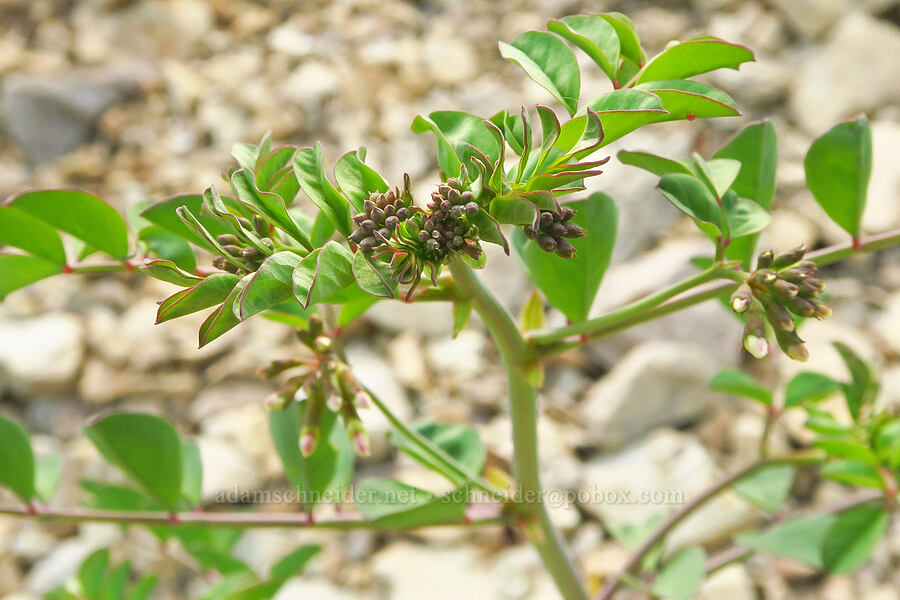 big deer-vetch, budding (Hosackia crassifolia (Lotus crassifolius)) [Forest Road 4201, Rogue River-Siskiyou National Forest, Josephine County, Oregon]