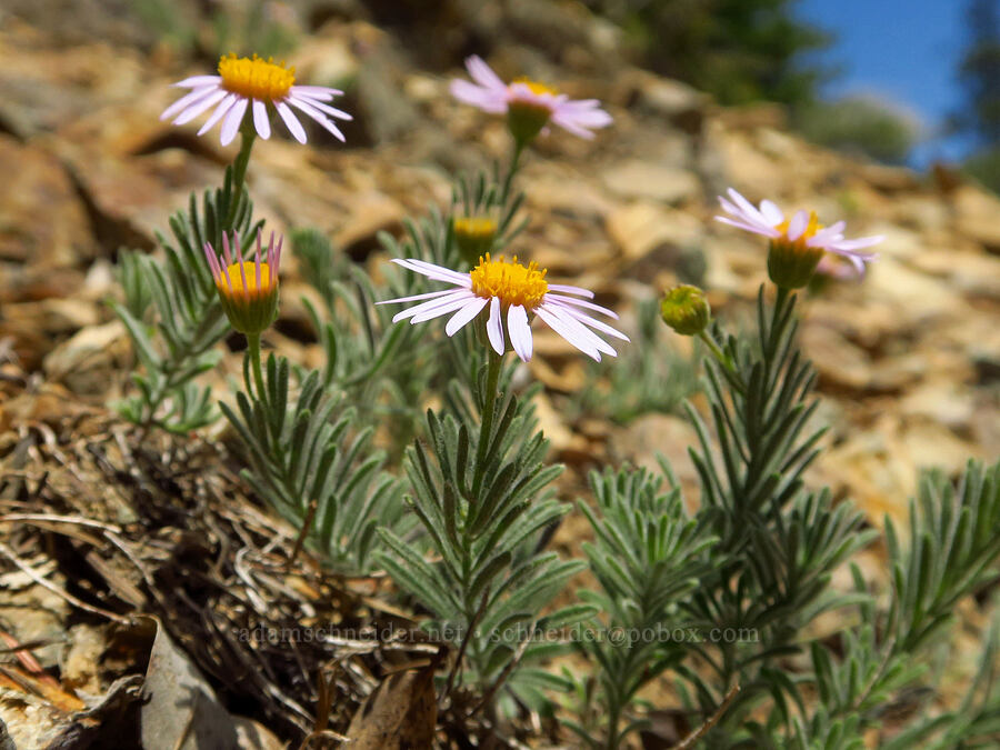 Klamath fleabane (Erigeron klamathensis (Erigeron breweri var. klamathensis)) [Forest Road 4201, Rogue River-Siskiyou National Forest, Josephine County, Oregon]