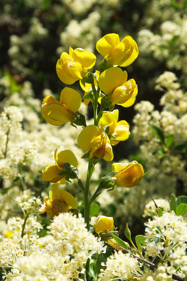 slender golden-banner & mountain white-thorn (Thermopsis gracilis, Ceanothus cordulatus) [Forest Road 4201, Rogue River-Siskiyou National Forest, Josephine County, Oregon]