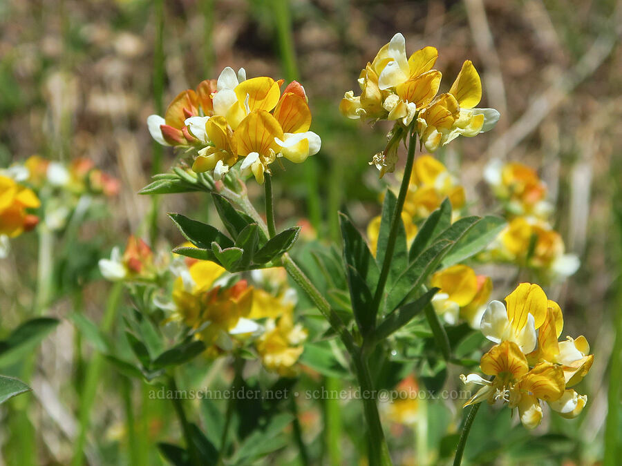 streambank bird's-foot trefoil (Hosackia oblongifolia (Lotus oblongifolius)) [Forest Road 4201, Rogue River-Siskiyou National Forest, Josephine County, Oregon]