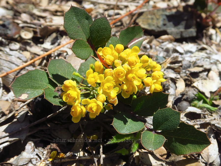 pygmy Oregon-grape (Mahonia pumila (Berberis pumila)) [Forest Road 4201-870, Rogue River-Siskiyou National Forest, Curry County, Oregon]