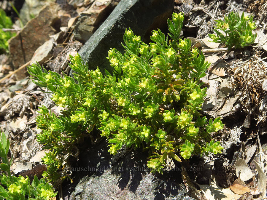 Siskiyou bedstraw (Galium ambiguum var. siskiyouense) [Forest Road 4201-870, Rogue River-Siskiyou National Forest, Curry County, Oregon]
