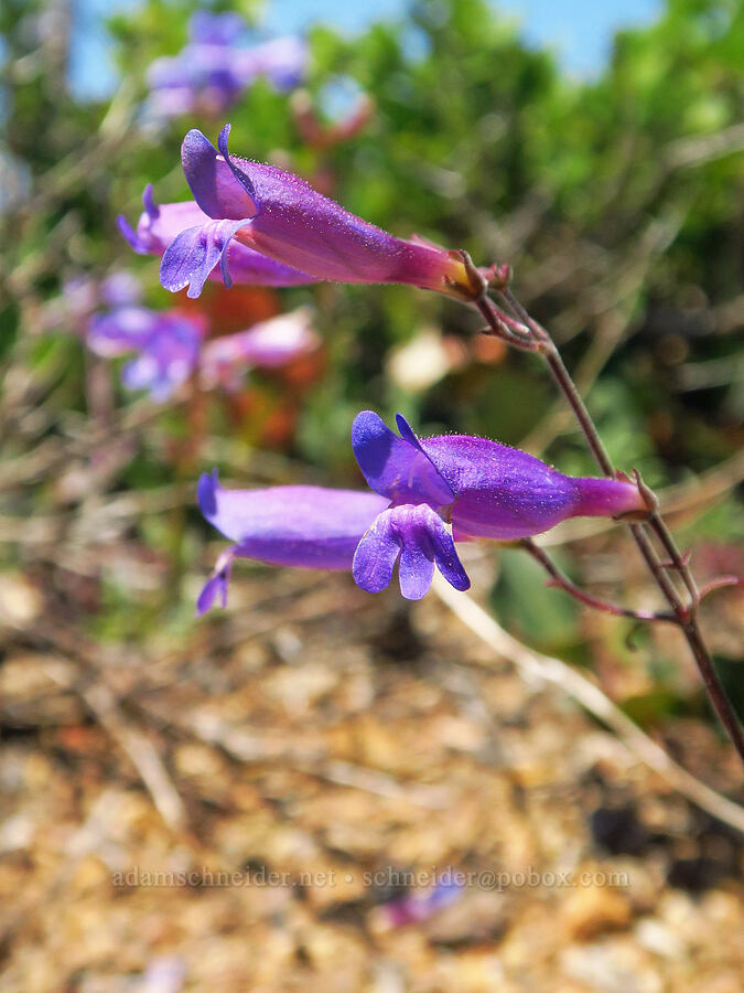 Roezl's penstemon (Penstemon roezlii (Penstemon laetus ssp. roezlii)) [Kalmiopsis Rim Trailhead, Rogue River-Siskiyou National Forest, Curry County, Oregon]