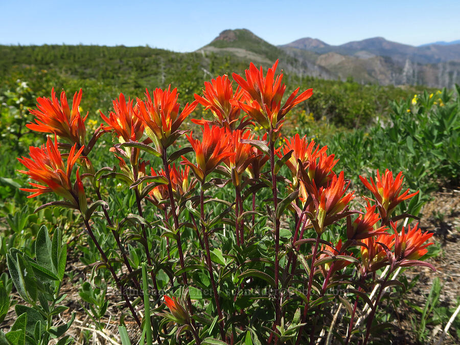 scarlet paintbrush (Castilleja miniata) [Forest Road 4201-873, Rogue River-Siskiyou National Forest, Josephine County, Oregon]