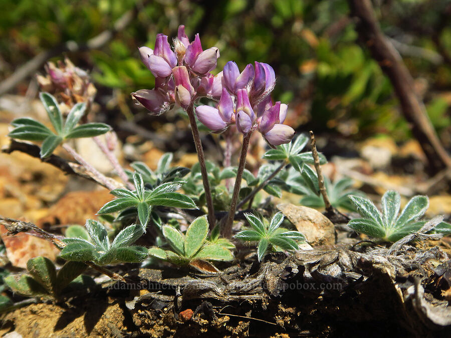 low lupine (Lupinus lepidus) [Kalmiopsis Rim Trail, Rogue River-Siskiyou National Forest, Josephine County, Oregon]