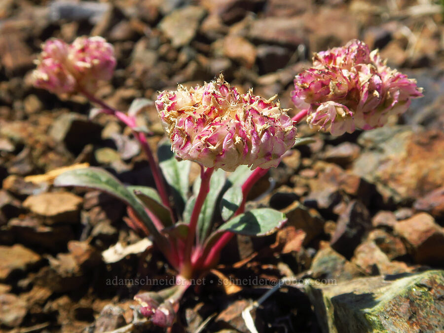 one-seeded pussy-paws (Calyptridium monospermum (Cistanthe monosperma)) [Kalmiopsis Rim Trail, Rogue River-Siskiyou National Forest, Curry County, Oregon]