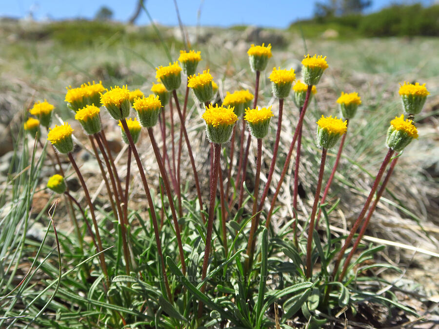 Bloomer's fleabane (Erigeron bloomeri) [Kalmiopsis Rim Trail, Rogue River-Siskiyou National Forest, Curry County, Oregon]