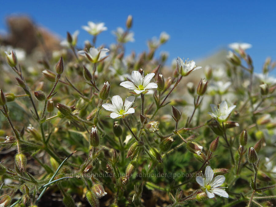 Nuttall's sandwort (Minuartia nuttallii (Sabulina nuttallii) (Arenaria nuttallii)) [Kalmiopsis Rim Trail, Rogue River-Siskiyou National Forest, Curry County, Oregon]