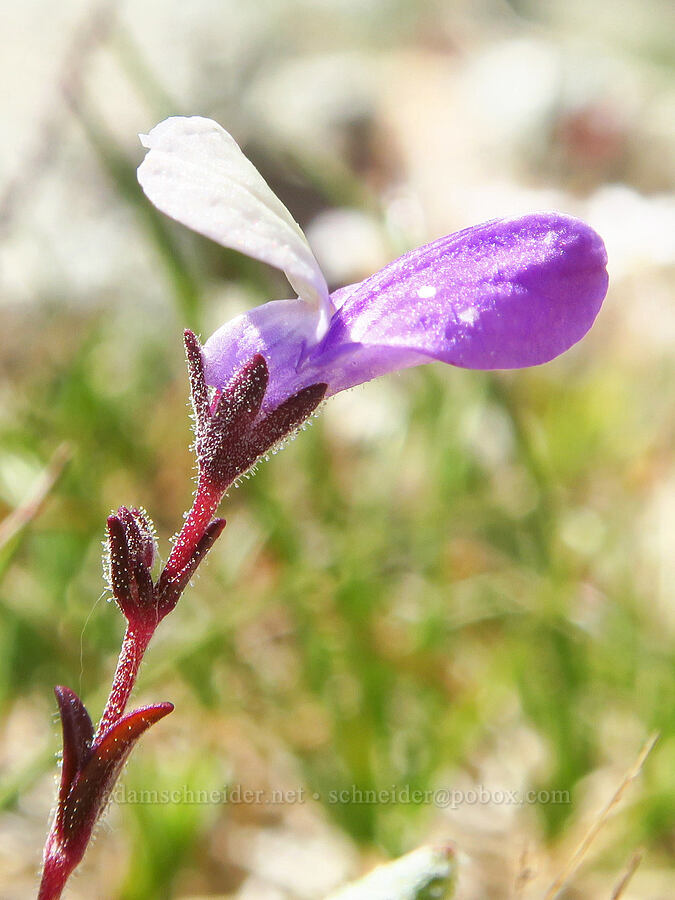 narrow-leaf blue-eyed-Mary (Collinsia linearis (Collinsia rattanii var. linearis)) [Kalmiopsis Rim Trail, Rogue River-Siskiyou National Forest, Josephine County, Oregon]