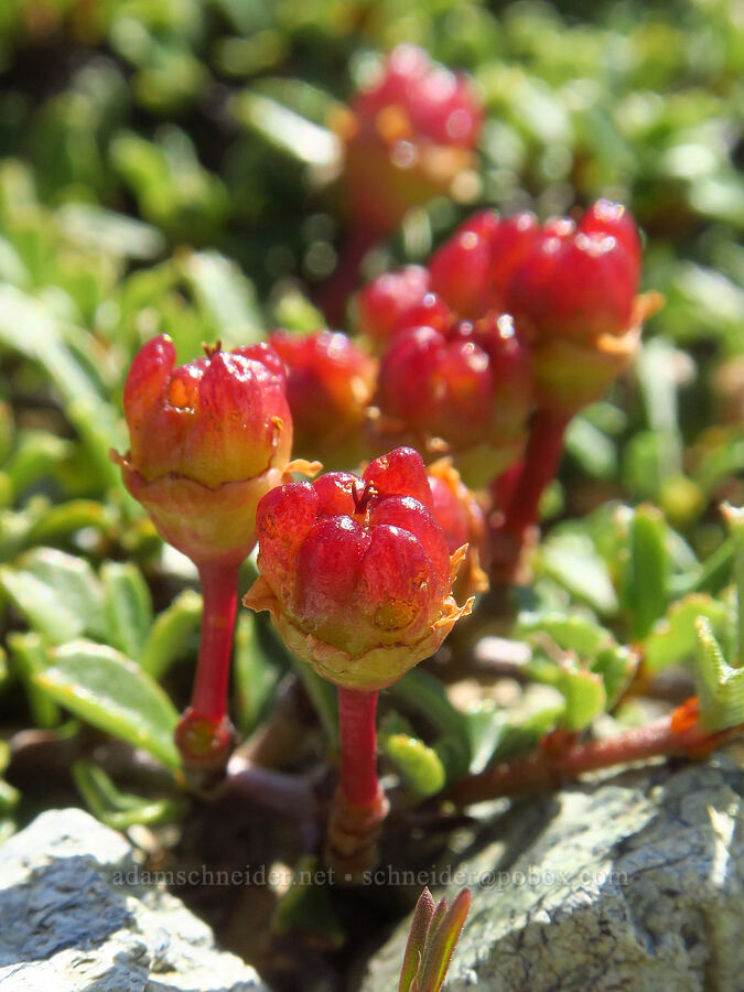 Siskiyou mat fruits (Ceanothus pumilus) [Kalmiopsis Rim Trail, Rogue River-Siskiyou National Forest, Josephine County, Oregon]