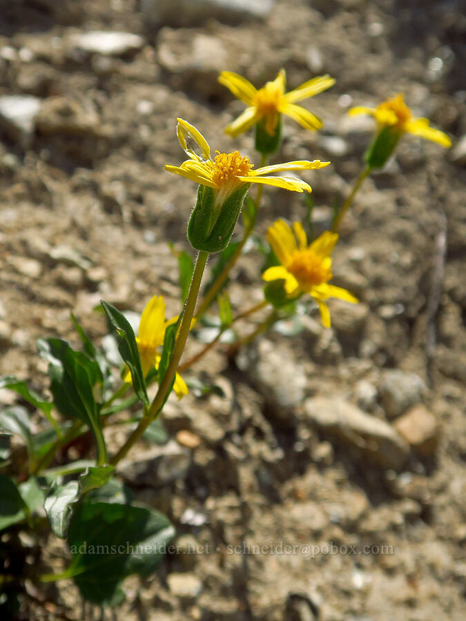 serpentine arnica (Arnica cernua) [Kalmiopsis Rim Trail, Rogue River-Siskiyou National Forest, Josephine County, Oregon]