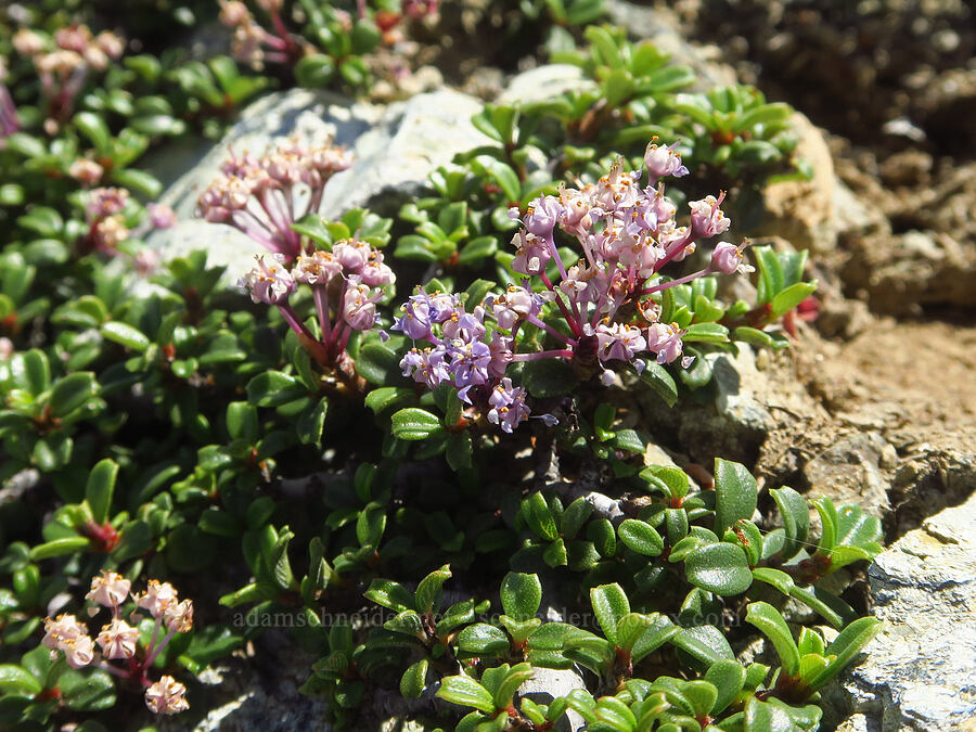 Siskiyou mat (Ceanothus pumilus) [Kalmiopsis Rim Trail, Rogue River-Siskiyou National Forest, Josephine County, Oregon]