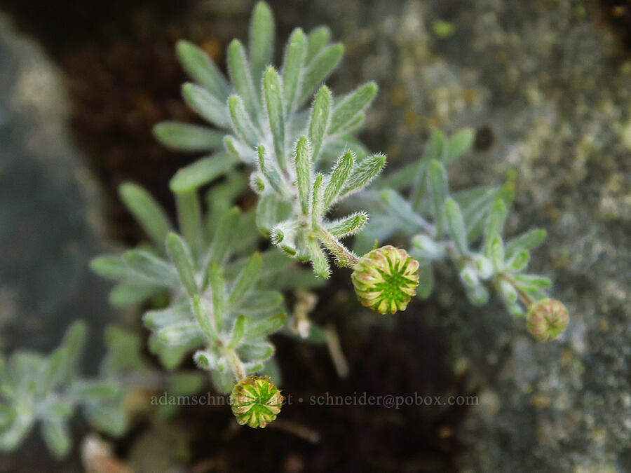 Klamath fleabane, budding (Erigeron klamathensis (Erigeron breweri var. klamathensis)) [Whetstone Butte, Rogue River-Siskiyou National Forest, Josephine County, Oregon]