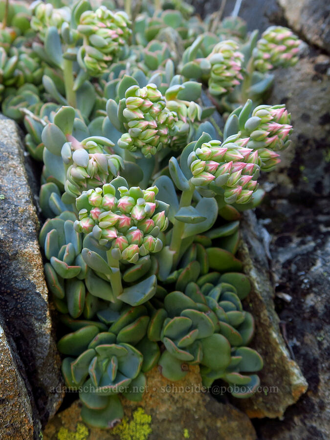 rosy stonecrop, budding (Sedum laxum) [Whetstone Butte, Rogue River-Siskiyou National Forest, Josephine County, Oregon]