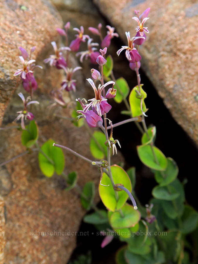 mountain jewel-flower (Streptanthus tortuosus) [Whetstone Butte, Rogue River-Siskiyou National Forest, Josephine County, Oregon]