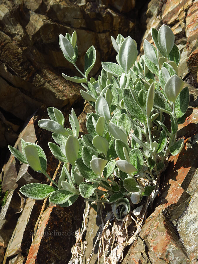 silver-back luina leaves (Luina hypoleuca) [Whetstone Butte, Rogue River-Siskiyou National Forest, Curry County, Oregon]