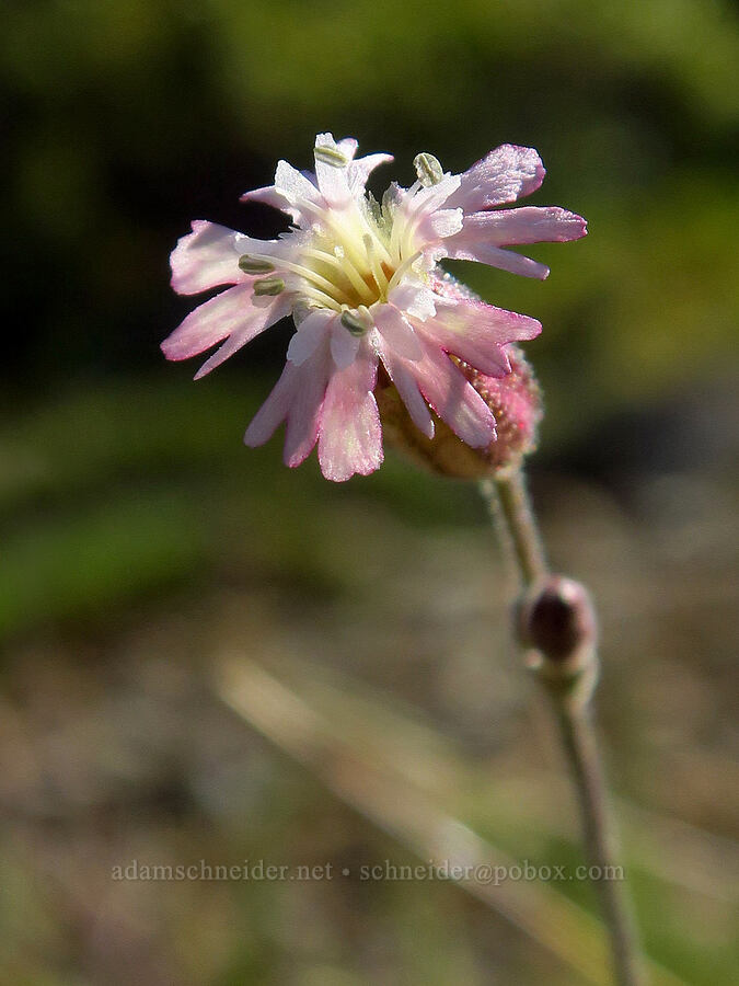 Gray's catchfly (Silene grayi) [Kalmiopsis Rim Trail, Rogue River-Siskiyou National Forest, Josephine County, Oregon]