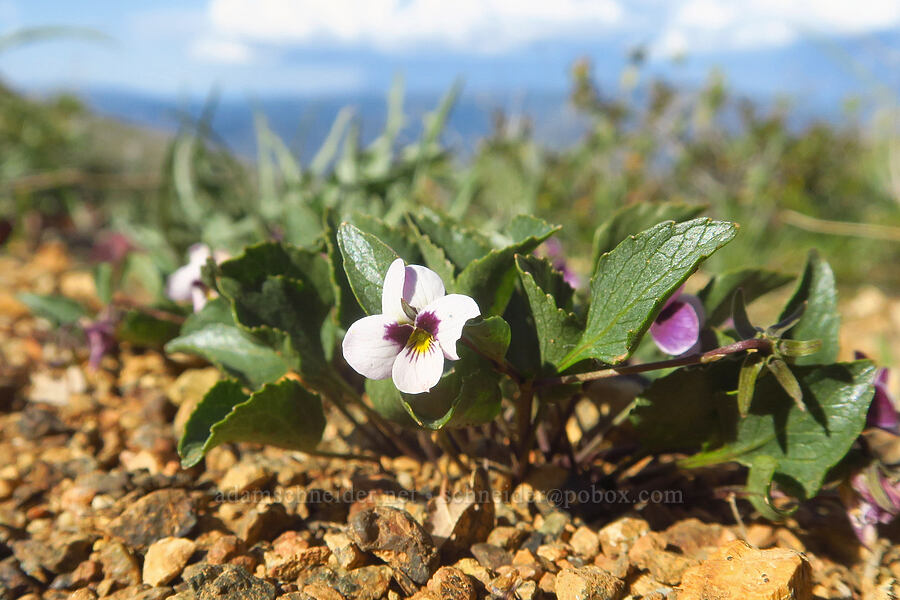 wedge-leaf violet (Viola cuneata) [Kalmiopsis Rim Trail, Rogue River-Siskiyou National Forest, Josephine County, Oregon]