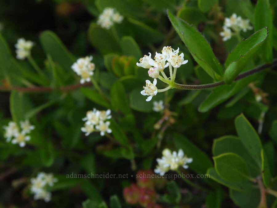 modesty (yerba de selva) (Whipplea modesta) [Kalmiopsis Rim Trail, Rogue River-Siskiyou National Forest, Curry County, Oregon]
