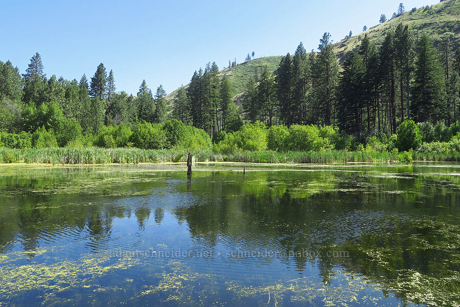 Spring Lake [Tucannon Road, W. T. Wooten Wildlife Area, Columbia County, Washington]